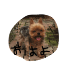 まみと犬の日常（個別スタンプ：8）