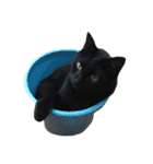 komagorocat（個別スタンプ：1）