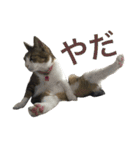 komagorocat（個別スタンプ：3）