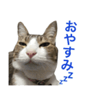 komagorocat（個別スタンプ：4）
