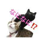 komagorocat（個別スタンプ：5）