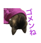 komagorocat（個別スタンプ：6）