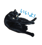 komagorocat（個別スタンプ：7）