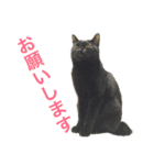 komagorocat（個別スタンプ：8）