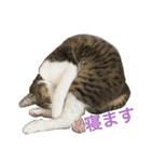 komagorocat（個別スタンプ：9）