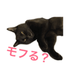 komagorocat（個別スタンプ：10）