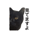 komagorocat（個別スタンプ：11）
