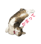 komagorocat（個別スタンプ：12）