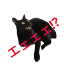 komagorocat（個別スタンプ：13）