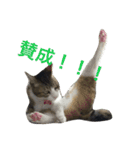komagorocat（個別スタンプ：14）