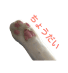 komagorocat（個別スタンプ：15）