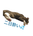 komagorocat（個別スタンプ：17）