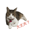komagorocat（個別スタンプ：18）