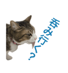 komagorocat（個別スタンプ：19）