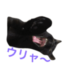 komagorocat（個別スタンプ：20）