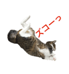 komagorocat（個別スタンプ：21）