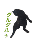 komagorocat（個別スタンプ：22）