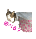 komagorocat（個別スタンプ：24）
