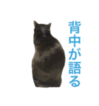 komagorocat（個別スタンプ：26）