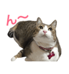 komagorocat（個別スタンプ：27）