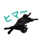 komagorocat（個別スタンプ：28）