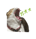 komagorocat（個別スタンプ：29）