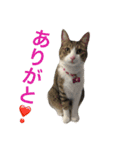 komagorocat（個別スタンプ：30）