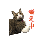 komagorocat（個別スタンプ：31）