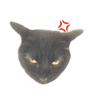 komagorocat（個別スタンプ：33）