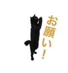 komagorocat（個別スタンプ：34）