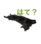 komagorocat（個別スタンプ：35）