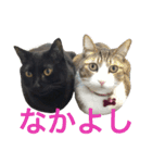 komagorocat（個別スタンプ：36）