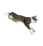 komagorocat（個別スタンプ：37）