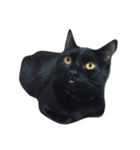 komagorocat（個別スタンプ：38）