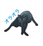 komagorocat（個別スタンプ：39）