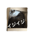 komagorocat（個別スタンプ：40）