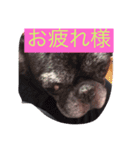 gomachan1（個別スタンプ：2）