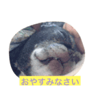 gomachan1（個別スタンプ：9）