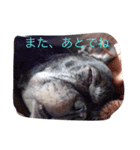 gomachan1（個別スタンプ：14）