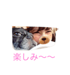 gomachan1（個別スタンプ：16）