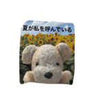 日常で使える犬のコロちゃん（個別スタンプ：13）
