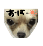 チビによるチビの為のスタンプ（個別スタンプ：29）