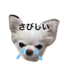 nijinohashinomomo2（個別スタンプ：5）