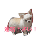 nijinohashinomomo2（個別スタンプ：14）