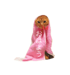 楽しい寝顔のモタちゃん（個別スタンプ：1）