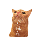 楽しい寝顔のモタちゃん（個別スタンプ：11）