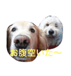 ゴールデンレトリバー＆ドゥードル（個別スタンプ：8）