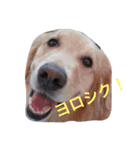 ゴールデンレトリバー＆ドゥードル（個別スタンプ：23）