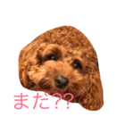 リリィ＆ルーク（個別スタンプ：2）