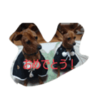 ミニピン ボスドン（個別スタンプ：1）